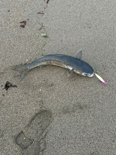 ボラの釣果