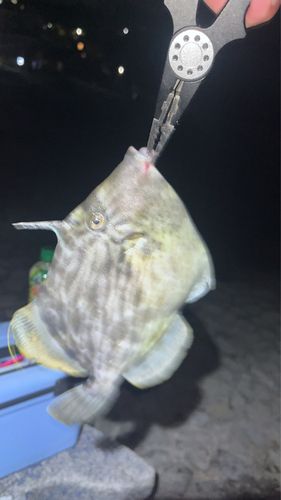 カワハギの釣果