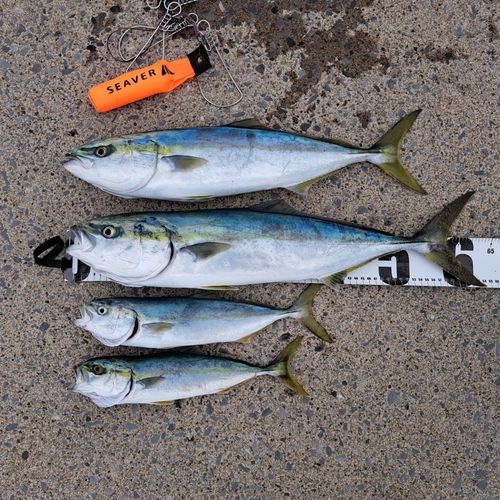 ワラサの釣果