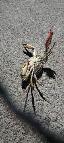 ワタリガニの釣果