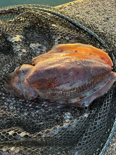 コウイカの釣果