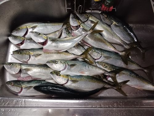 ツバイソの釣果