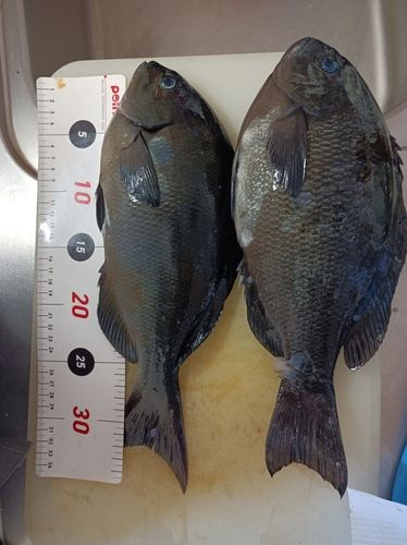 クロの釣果
