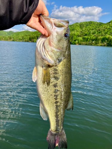 ラージマウスバスの釣果