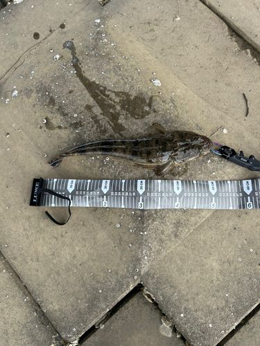 マゴチの釣果