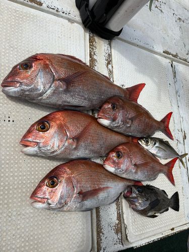 マダイの釣果