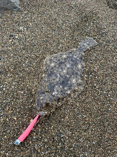 ソゲの釣果