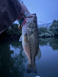 ラージマウスバスの釣果