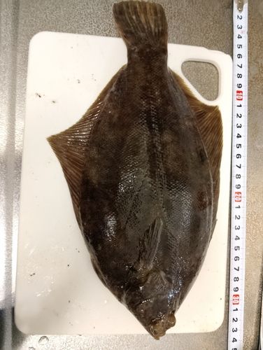 カレイの釣果
