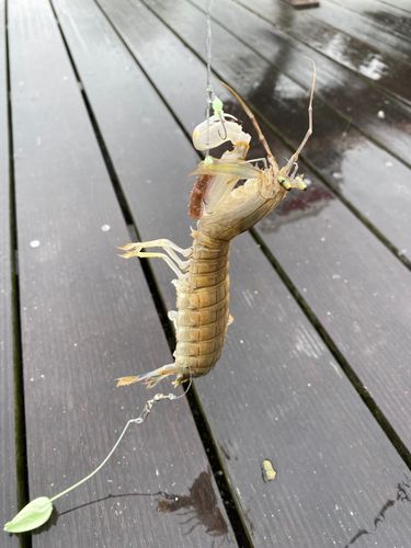 シャコエビの釣果