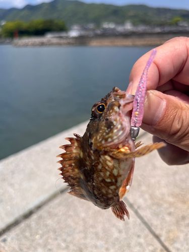 ガシラの釣果