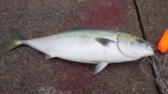 ブリの釣果