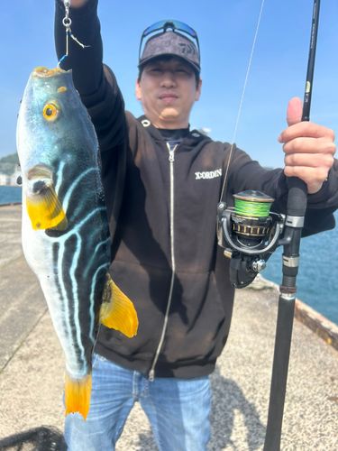 シマフグの釣果