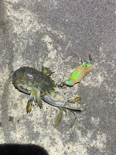 シャコの釣果