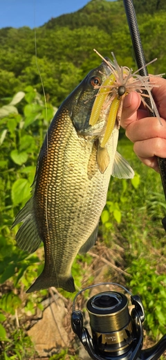 ブラックバスの釣果