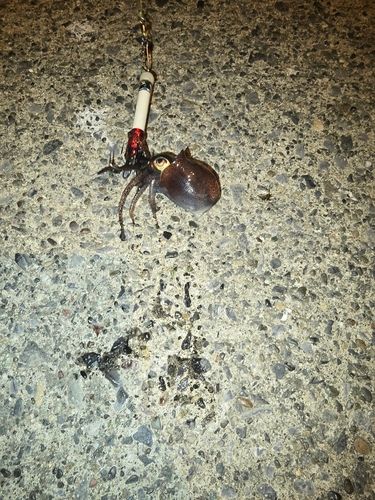 ミミイカの釣果
