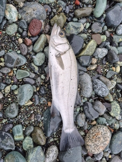 セイゴ（ヒラスズキ）の釣果