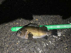 メバルの釣果