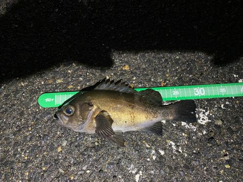 メバルの釣果