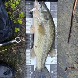 ブラックバスの釣果写真