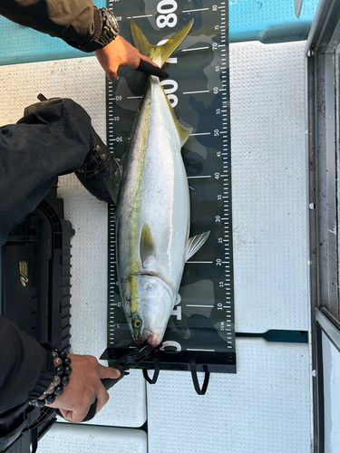 ヤズの釣果
