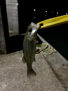 セイゴ（タイリクスズキ）の釣果