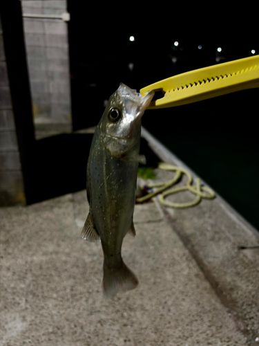 セイゴ（タイリクスズキ）の釣果