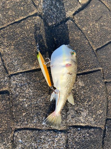 ショウサイフグの釣果