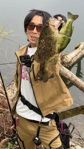 玉川で釣れたブラックバスの釣り・釣果情報 - アングラーズ | 釣果600