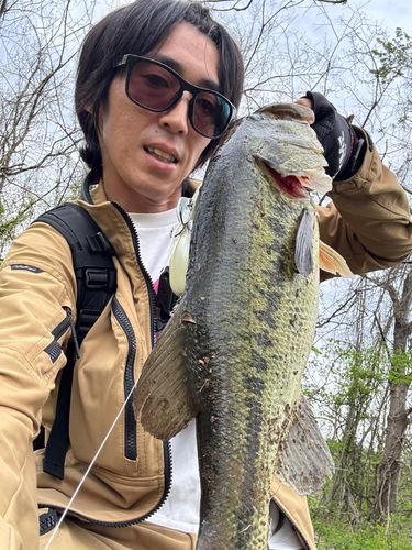 玉川で釣れたブラックバスの釣り・釣果情報 - アングラーズ | 釣果600