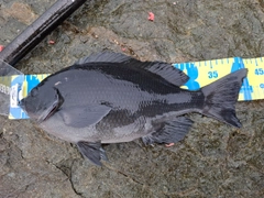 メジナの釣果