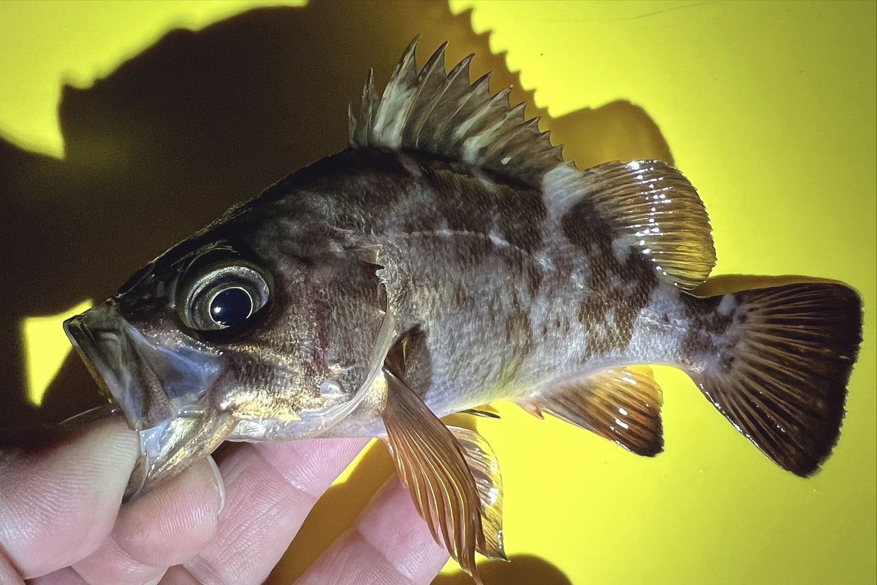 AbuGarcia エラディケーター リアルフィネス プロトタイプ ERFS-51Pro