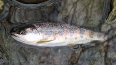 ヤマメの釣果