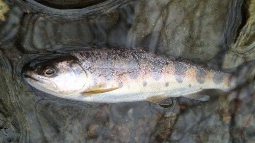ヤマメの釣果