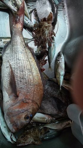 タイの釣果