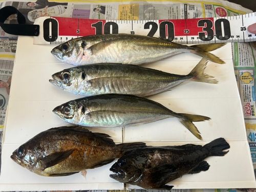 アジの釣果
