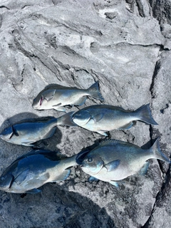 メジナの釣果