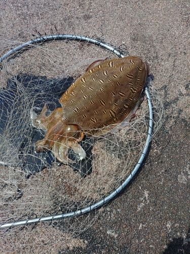 モンゴウイカの釣果