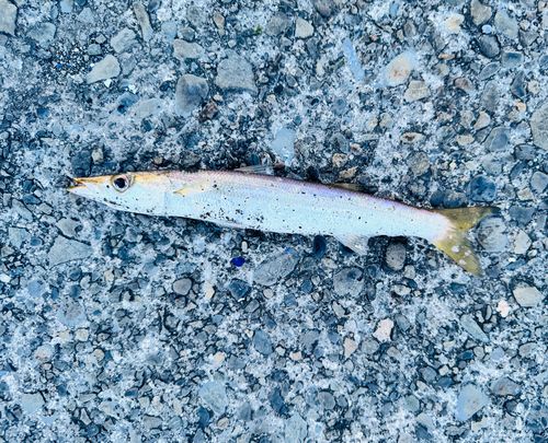 カマスの釣果