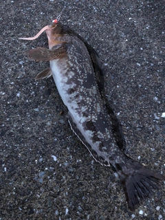 アイナメの釣果