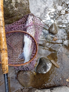 ニジマスの釣果