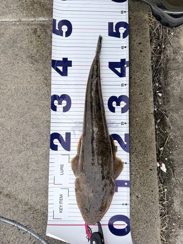 マゴチの釣果