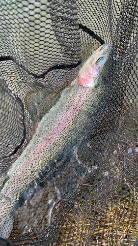 ニジマスの釣果