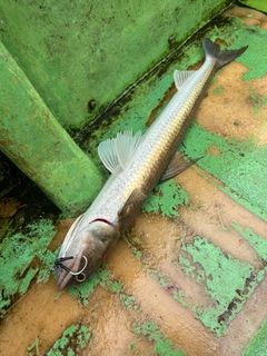 エソの釣果