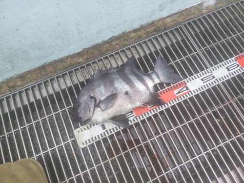 イシダイの釣果