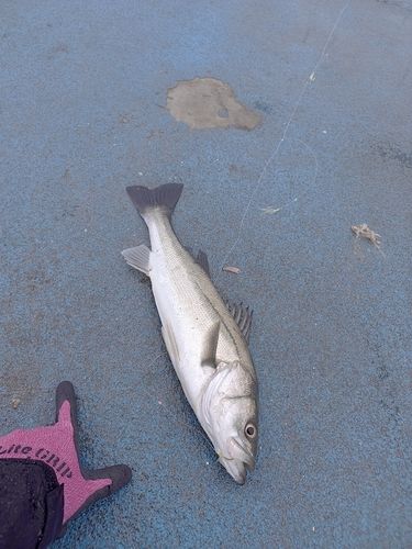 フッコ（ヒラスズキ）の釣果