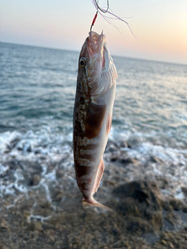 ホッケの釣果