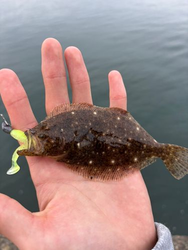 ソゲの釣果