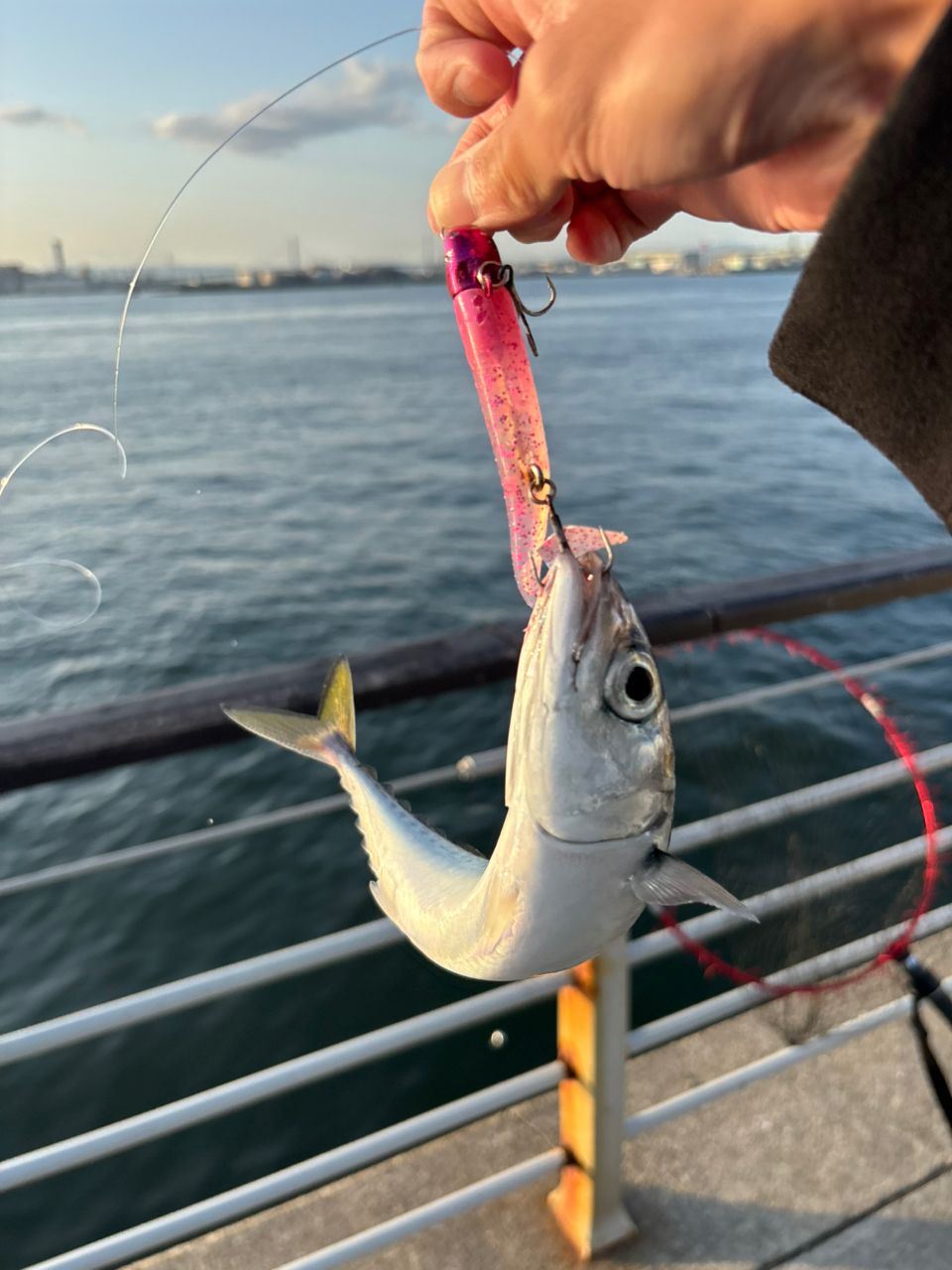 釣り引退 Casting yellowtail in the Genkai Sea! Aiming for a large one