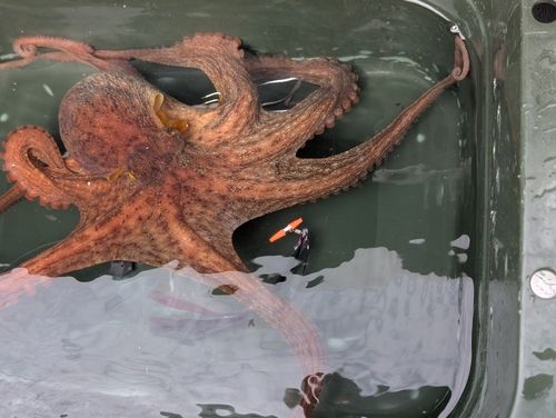マダコの釣果